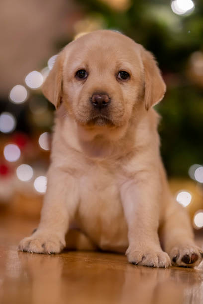 istock New pet for Christmas 1342778433