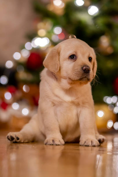 istock New pet for Christmas 1342778437