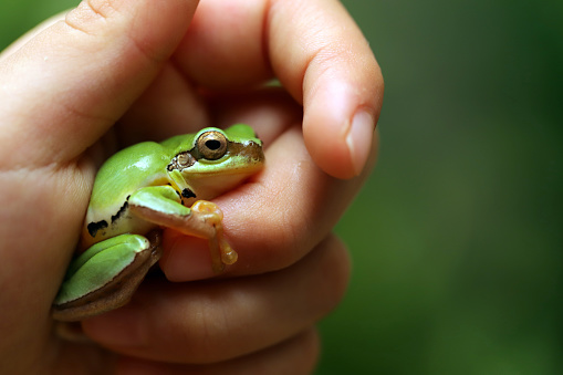 Young green frog with big clear eyes on a palm of hand close up, blur pond water in background