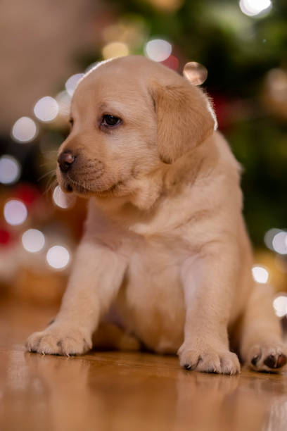 istock New pet for Christmas 1342778461