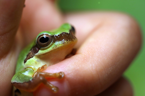 back view of green tree frog