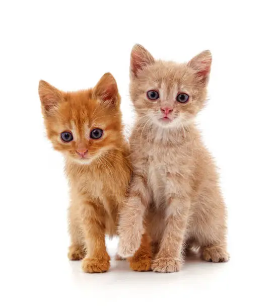Photo of Two small kittens.