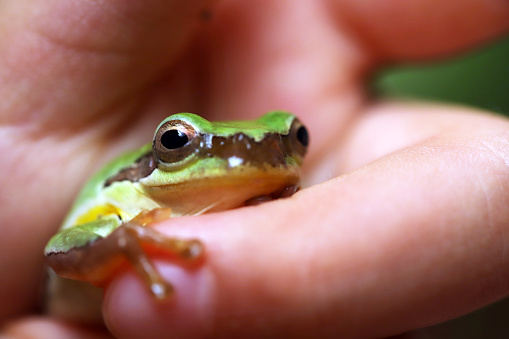 Teenage girl carefully carrying a small green frog in her hands. Cute pet animal