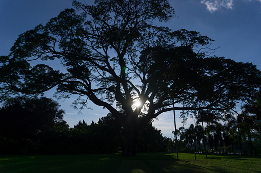 Silhouette of Big Rain Tree (East Indian Walnut or Monkey Pod), sunset shot