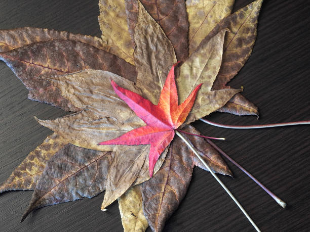 istock Autumn leaves 1342780750