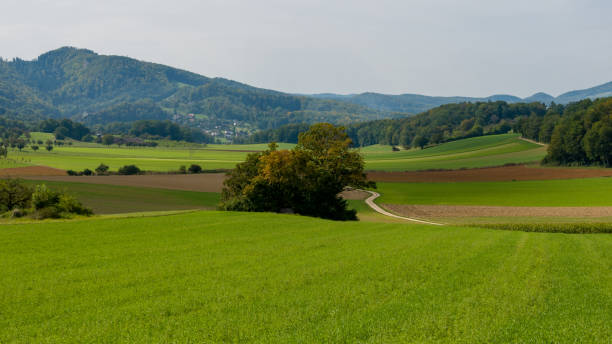 istock Tree in autumn colors in the field 1342784142