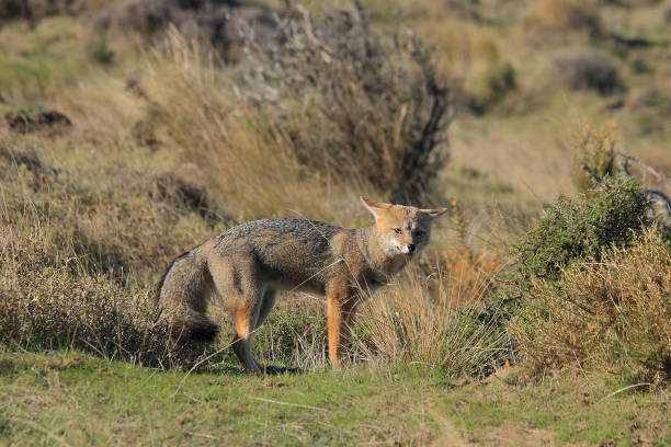 South American grey fox or Patagonian fox, Lycalopex griseus, encountered in the Valdes Peninsula, Patagonia, Argentina stock photo