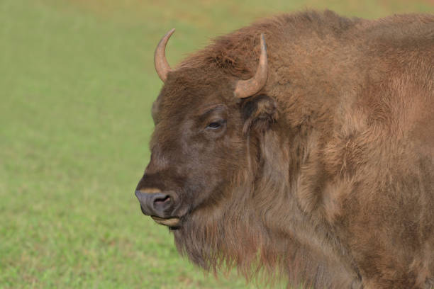 Beautiful young European bison portrait.