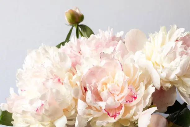 Photo of Bouquet of peonies close-up. Image for the design of greeting cards on the theme of wedding, Valentine's Day, declaration of love and other greetings