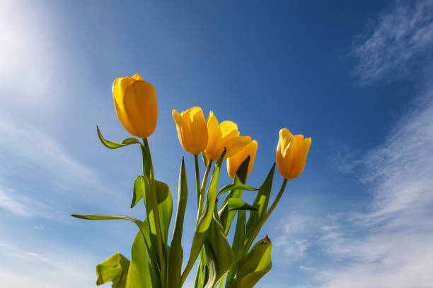 bouquet de fleurs de tulipes sur ciel bleu - spring daffodil flower sky photos et images de collection