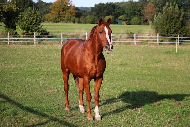 istock a beautiful brown horse portrait on the paddock 1342796530