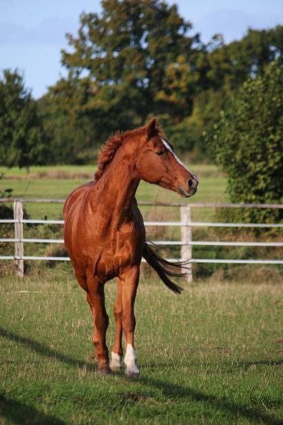 a beautiful brown horse portrait on the paddock stock photo