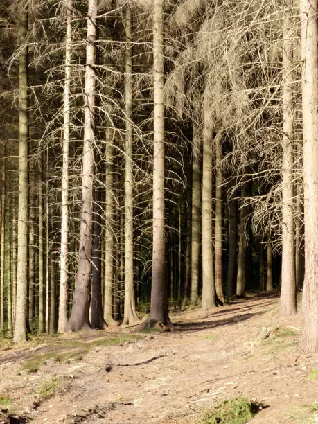 On the image we have a look into a deep and dark, mysterious looking fir-forest, with dried firs. No green at all. They are all grown tall and straight.