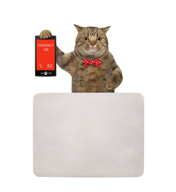 istock Cat holds phone with text contact us 2 1342801160
