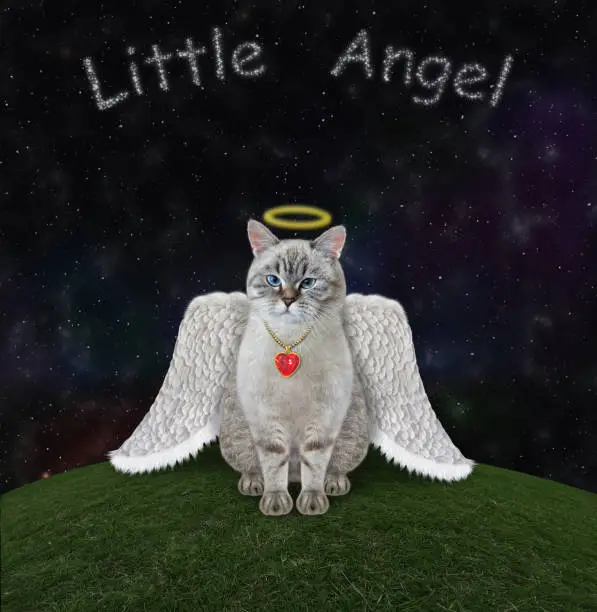 Photo of Cat ash angel in meadow
