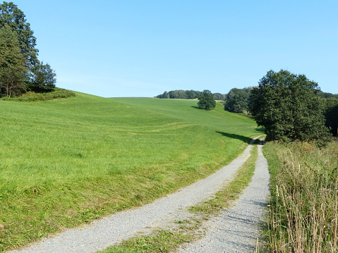 The image shows a landscape of a wide meadow. A clear sky without clouds on a summer day and a slightly curved road leading along some trees.