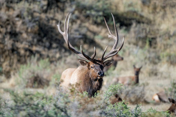 istock Seven point Bull elk moving forward during rutting 1342805090
