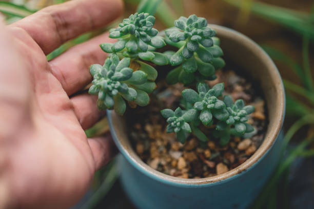 istock Succulents On Wooden Board 1342805093