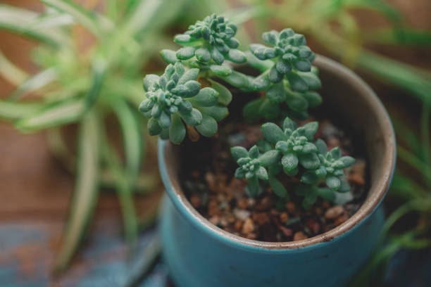 Succulents On Wooden Board