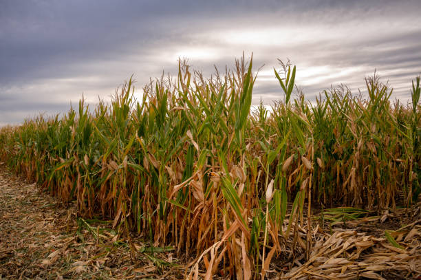 istock Cloudy sky over dried field of corn 1342806767