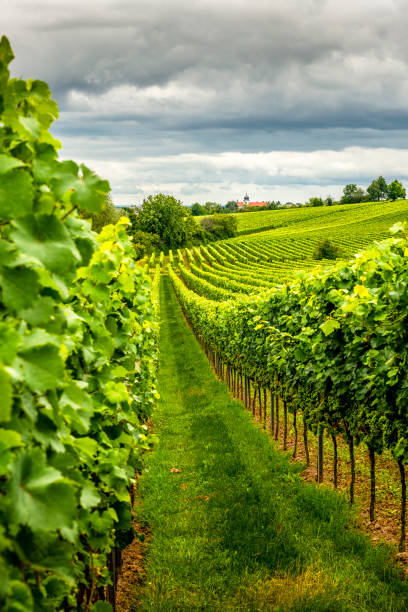 istock Vineyard in rhineland palatinate 1342806865