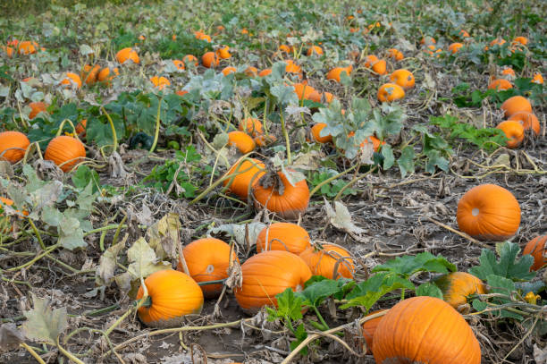 istock Orange pumpkins in field 1342807402