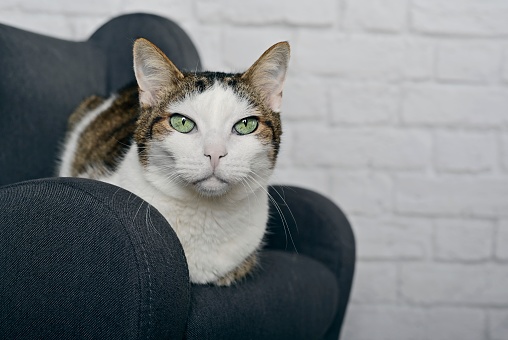 Cute tabby cat relaxing on a armchair and looking at camera. Horizontal image with selective focus.
