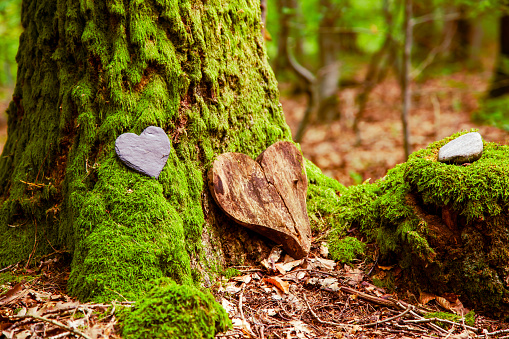 Simpatía del corazón funerario. corazón funerario cerca de un árbol. Tumba funeraria natural en el bosque. Corazón sobre hierba o musgo. photo