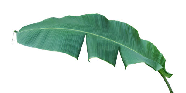 istock Banana Leaf Isolated on White Background with Clipping Path 1342808207