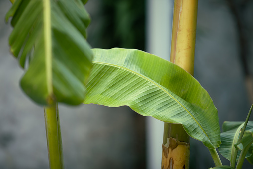 Amazing bana leaf plant.