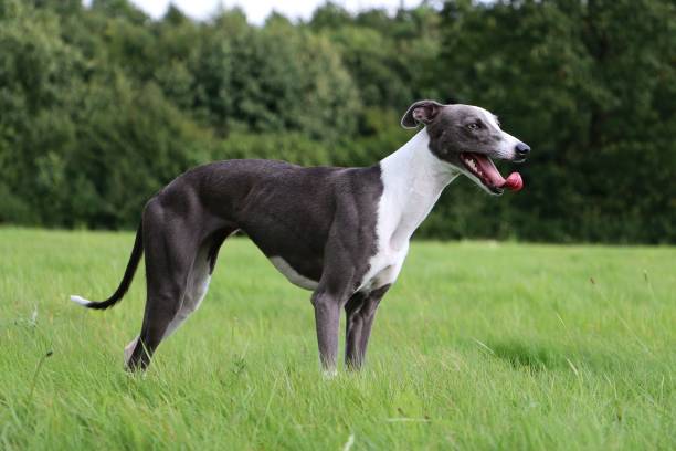 istock a beautiful whippet is standing in the park 1342809643