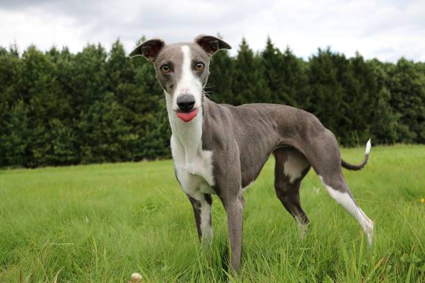 istock a beautiful whippet is standing in the park 1342809646