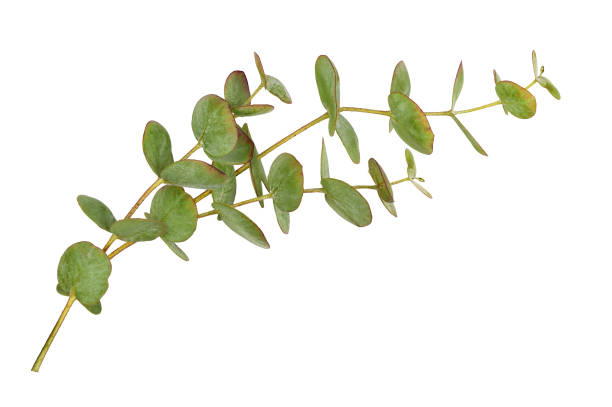 istock Ddecorative eucalyptus green leaves isolated 1342809761