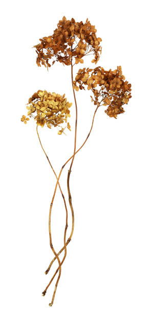 istock Ginger dry hydrangea flowers in a floral arrangement isolated 1342809836