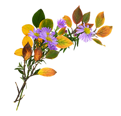 Twigs of purple aster amellus flowers and autumn colorful leaves in a corner floral arrangement isolated on white background