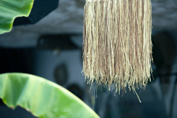 istock Amazing bana leaf plant. 1342809911