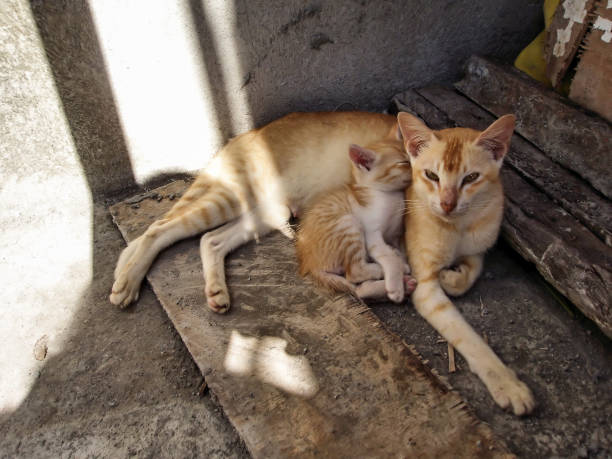 istock Mother cat and her baby 1342810558