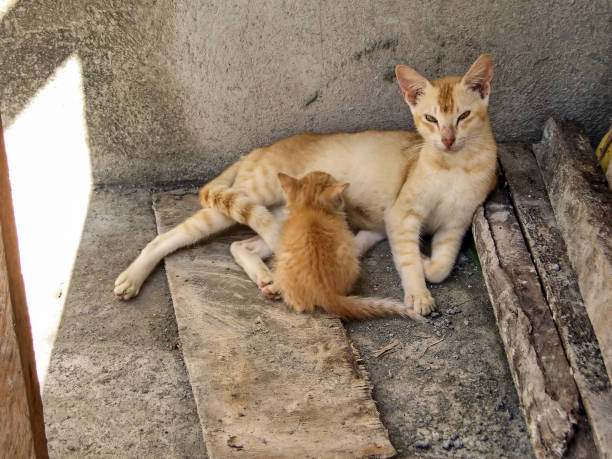 istock Mother cat and her baby 1342810575