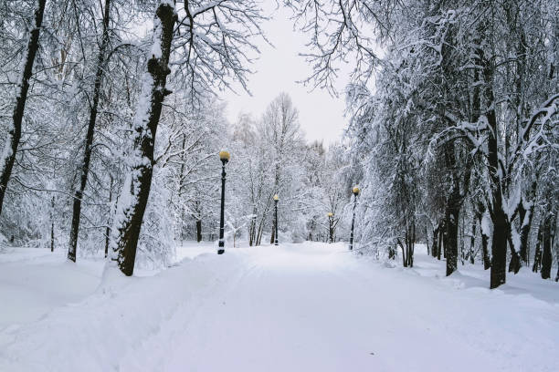 Urban park in winter stock photo