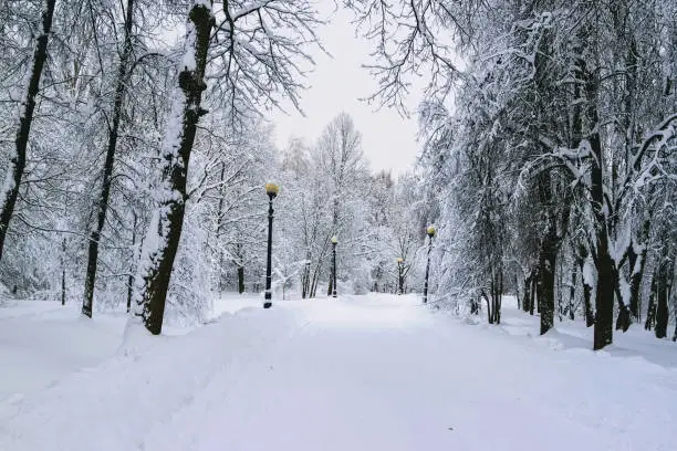 Moscow Izmailovsky Park in winter.