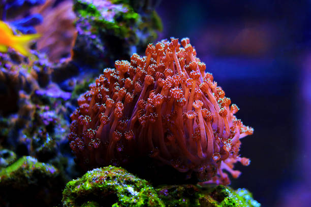 istock Goniopora - The Flower Pot LPS coral 1342810805