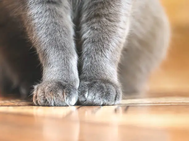 Legs and paws of a youngcat on a floor.