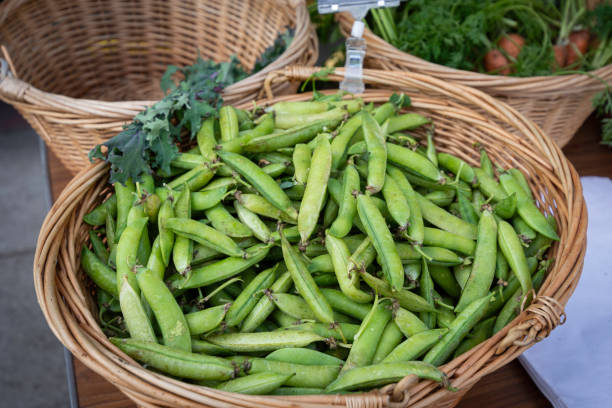 Green beans in basket stock photo