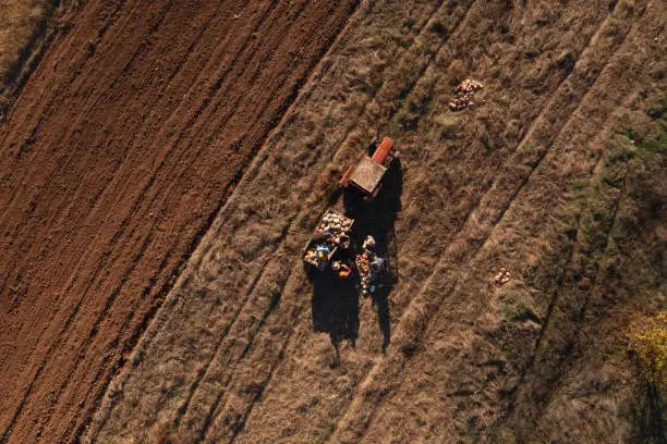 Photo of Drone view of farmers putting pumpkins in the tractor-trailer after harvest