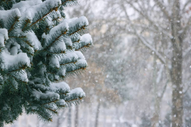 Covered with snow branch spruce on blurred background during snowfall. Winter background stock photo