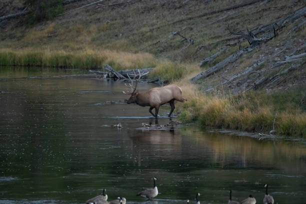 Bull elk entering river, gathering herd during rutting. This was in Madison river near West Yellowstone in Yellowstone National Park USA. Closest larger cities are Jackson Hole,Wyoming,  Bozeman and Billings, Montana in western USA.