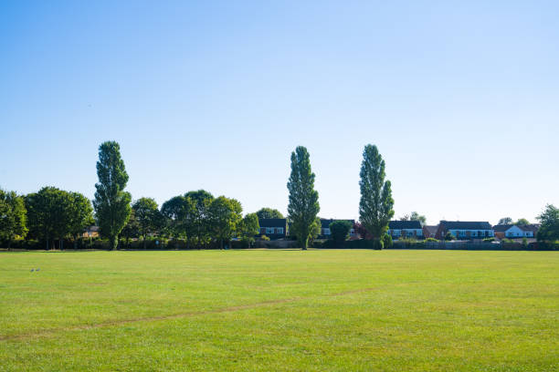 istock Green grass field in park 1342820505