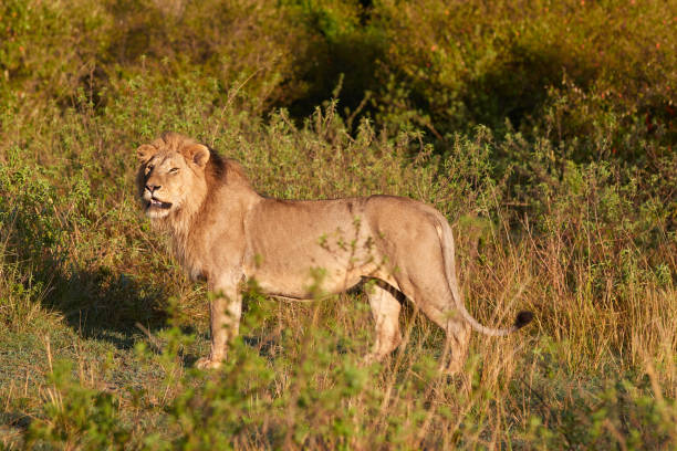 istock Big lion in the Maasai Mara during sunrise 1342821061