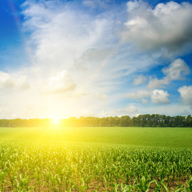 istock Beautiful morning sunrise over the corn field 1342829207