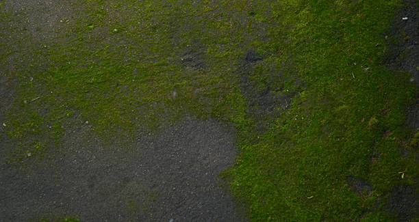 istock Moss green texture. Moss background. Green moss on grunge texture, background. Long web banner 1342833650